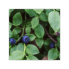 Arándano Negro 150 cápsulas | 500mg Adaptoheal® - Imagen 4