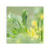 Astrágalus 150 cápsulas | 500mg Adaptoheal® - Imagen 4