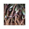 Dong Quai 150 cápsulas | 500mg Adaptoheal® - Imagen 4