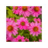 Equinácea Purpurea 150 cápsulas | 500mg Adaptoheal® - Imagen 4
