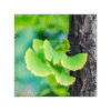Ginkgo Biloba 150 cápsulas | 500mg Adaptoheal® - Imagen 4