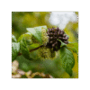 Ginseng Siberiano 150 cápsulas | 500mg Adaptoheal® - Imagen 4