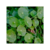 Gotu Kola 150 cápsulas | 500mg Adaptoheal® - Imagen 4