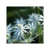 Hierba del Sapo 150 cápsulas | 500mg Adaptoheal® - Imagen 4