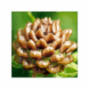 Leuzea Carthamoides 150 cápsulas | 500mg Adaptoheal® - Imagen 4