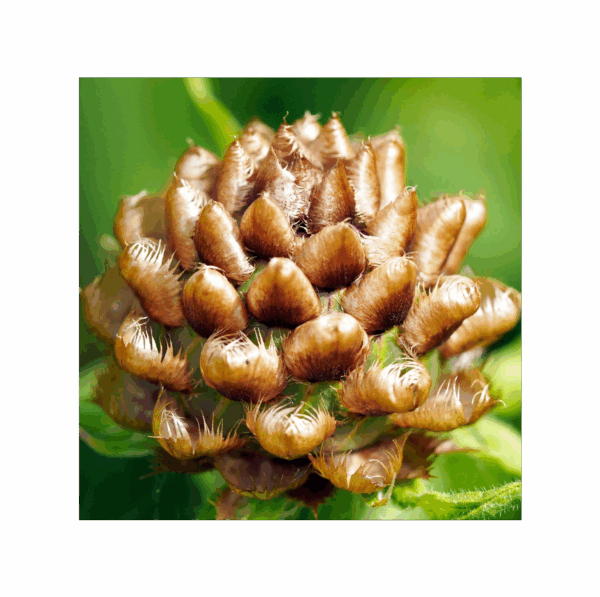 Leuzea Carthamoides 150 cápsulas | 500mg Adaptoheal® - Imagen 4