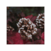 Maitake 150 cápsulas | 500mg Adaptoheal® - Imagen 4