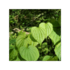 Ñame Silvestre 150 cápsulas | 500mg Adaptoheal® - Imagen 4