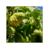 Noni 150 cápsulas | 500mg Adaptoheal® - Imagen 4