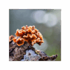Reishi 150 cápsulas | 500mg Adaptoheal® - Imagen 4