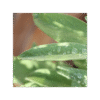 Salvia 150 cápsulas | 500mg Adaptoheal® - Imagen 4