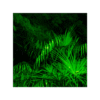Saw Palmetto 150 cápsulas | 500mg Adaptoheal® - Imagen 4