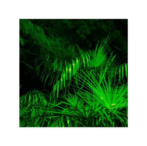 Saw Palmetto 150 cápsulas | 500mg Adaptoheal® - Imagen 4