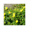 Tribulus Terrestris 150 cápsulas | 500mg Adaptoheal® - Imagen 4