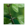Uña de Gato 150 cápsulas | 500mg Adaptoheal® - Imagen 4