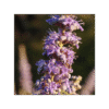 Sauzgatillo 150 cápsulas | 500mg Adaptoheal® - Imagen 4