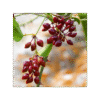 Zarzaparrilla 150 cápsulas | 500mg Adaptoheal® - Imagen 4